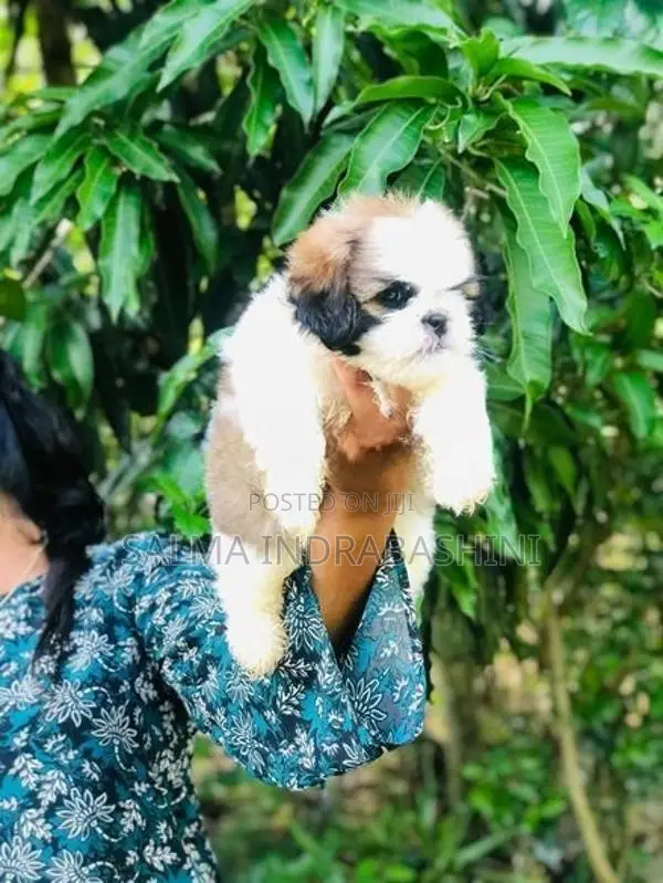 Shih Tzu Puppies