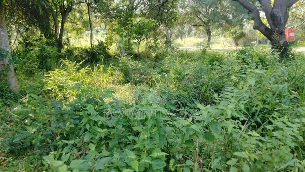 236 Perch Land for Sale in Dambulla
