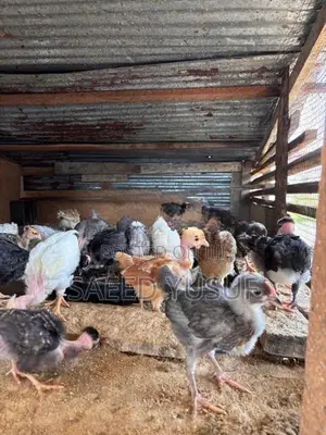 Country Chicks