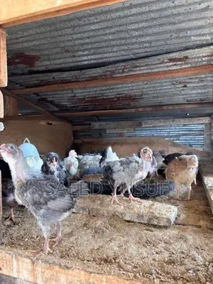 Country Chicks