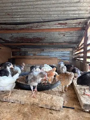 Country Chicks