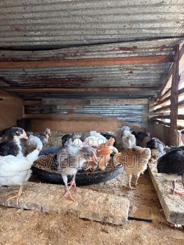 Country Chicks