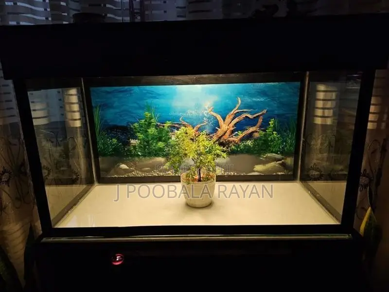 3 Feet Fish Tank