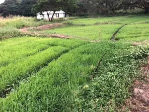 Land For Sale Chilaw