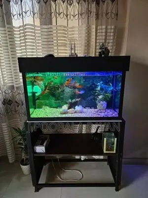 3 Feet Fish Tank