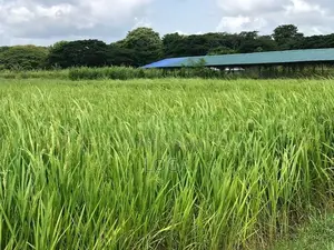 Land For Sale Chilaw