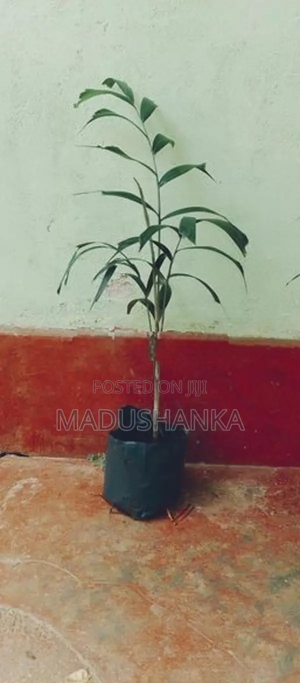 Foxtail Palm