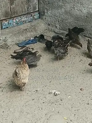 மெய்ச்சல் முறையில் வளர்ந்த ஊர் குஞ்சுகள்
