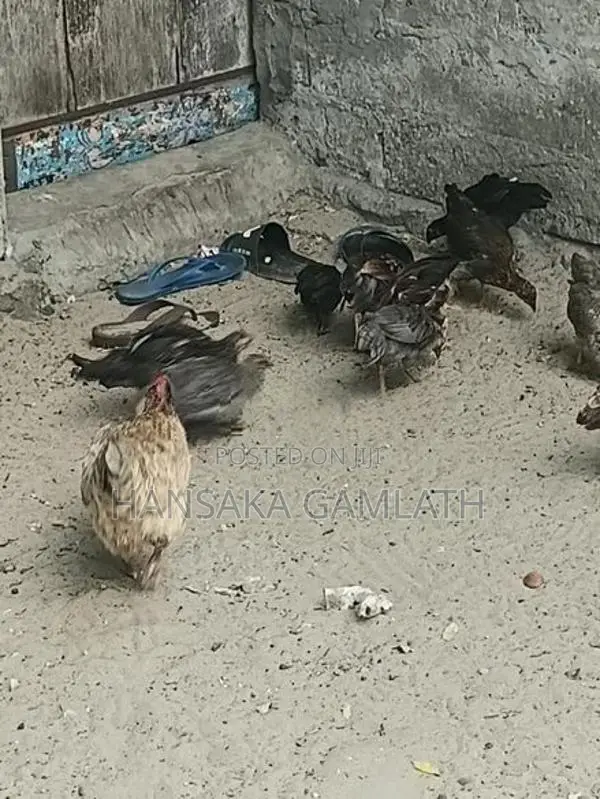 மெய்ச்சல் முறையில் வளர்ந்த ஊர் குஞ்சுகள்