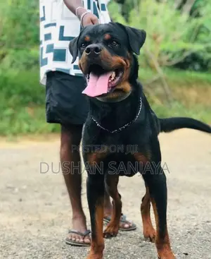 Rottweiler Male Dog