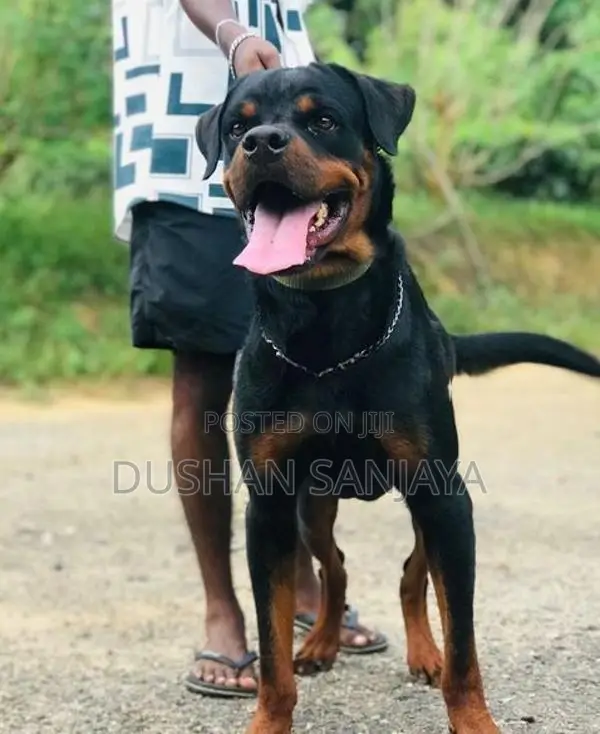 Rottweiler Male Dog