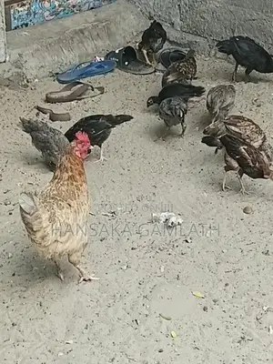 மெய்ச்சல் முறையில் வளர்ந்த ஊர் குஞ்சுகள்