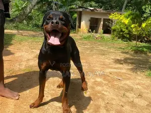 Rottweiler Male Dog