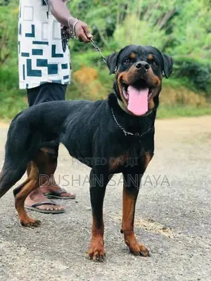 Rottweiler Male Dog