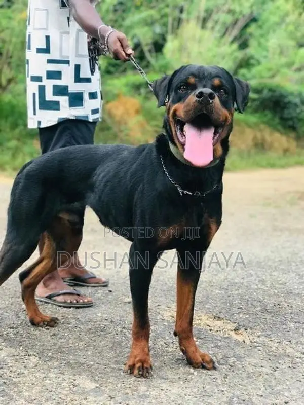 Rottweiler Male Dog