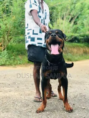 Rottweiler Male Dog