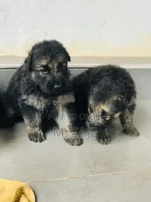 German Shepherd Puppies
