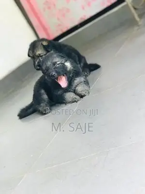 German Shepherd Puppies