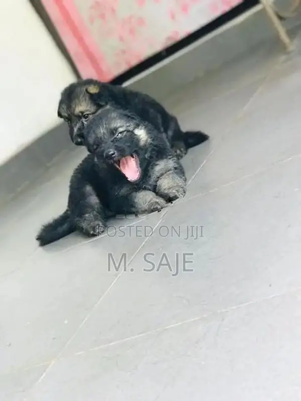 German Shepherd Puppies