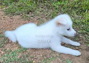 Pomeranian Puppy