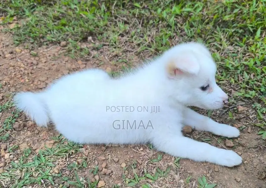 Pomeranian Puppy