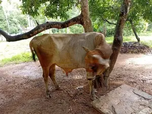 එල හරකා