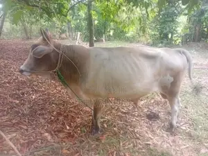 එල හරකා