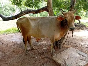 එල හරකා