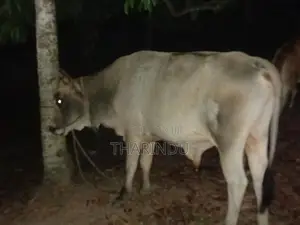 එල හරකා