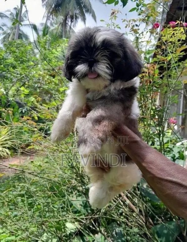 Shih Tzu Male Puppy
