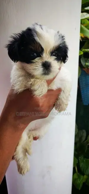 Shih Tzu Puppy