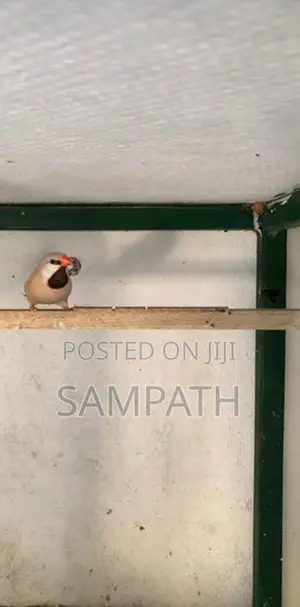 Grass Finch