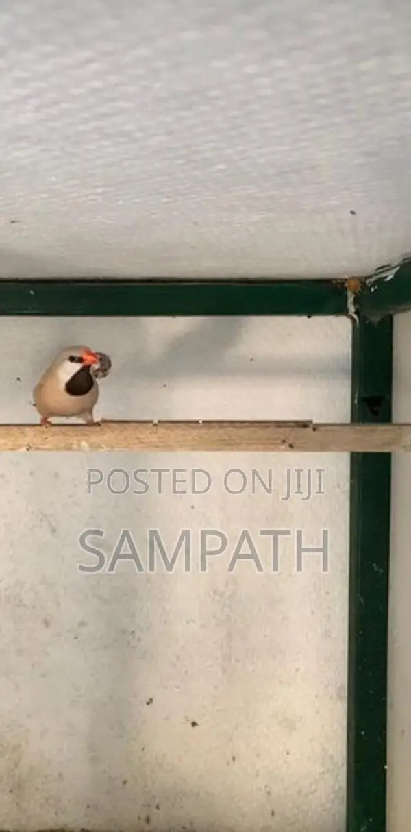 Grass Finch