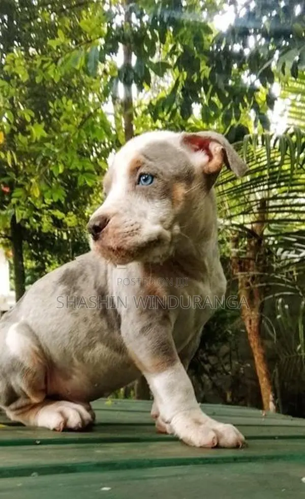 ඇමරිකන් බුලි පැටවුන්