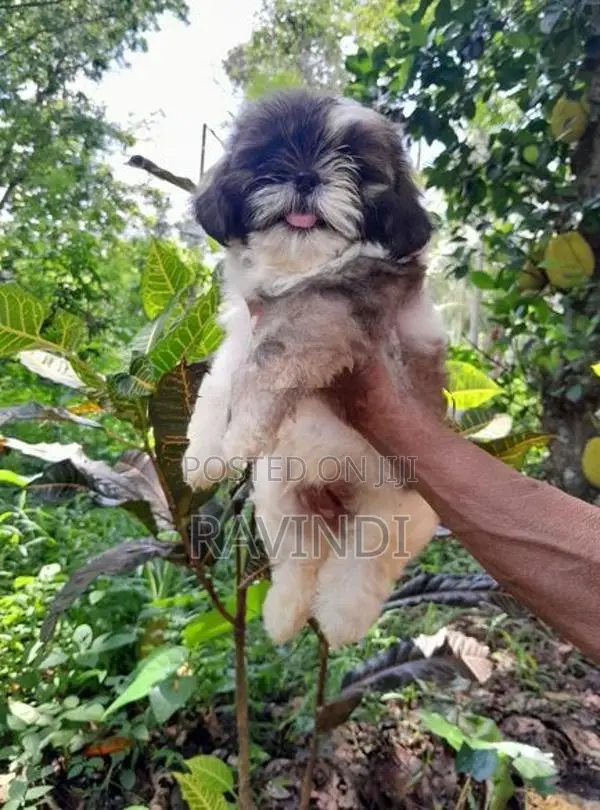 Shih Tzu Male Puppy
