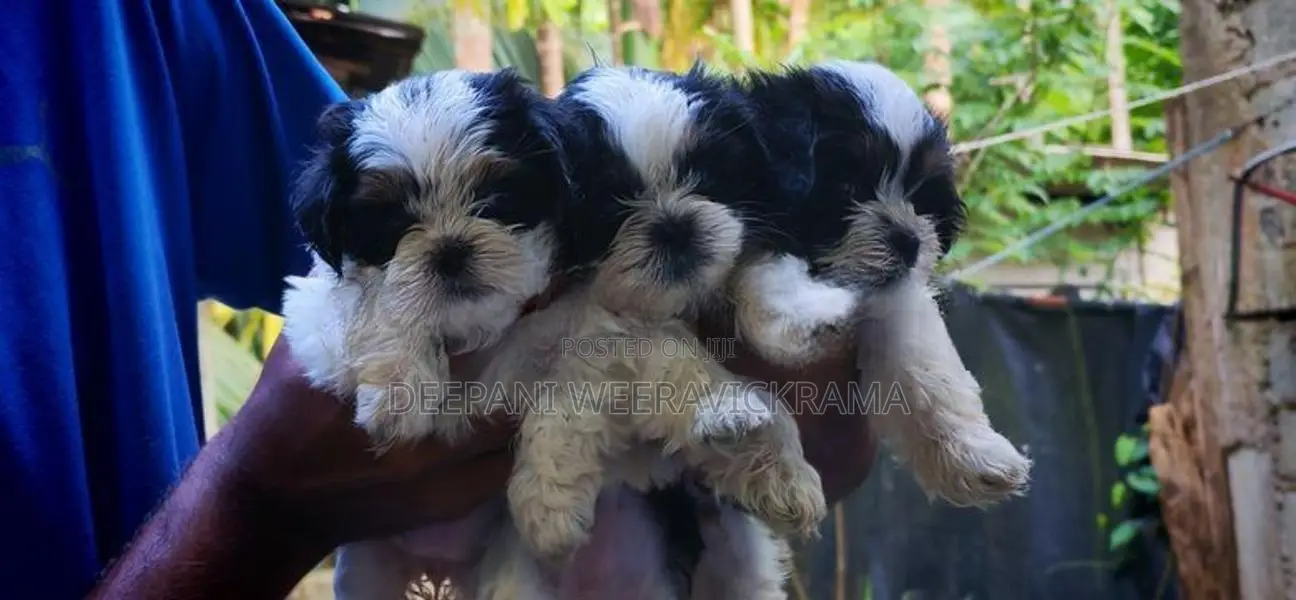 Shih Tzu Puppy