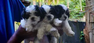 Shih Tzu Puppy