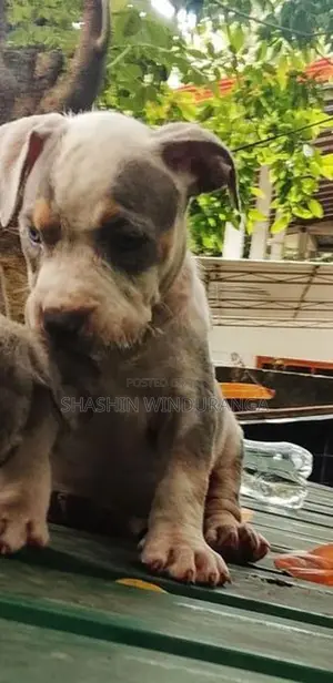 ඇමරිකන් බුලි පැටවුන්