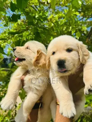 Golden Retriever Puppies