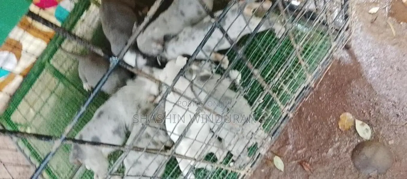 ඇමරිකන් බුලි පැටවුන්