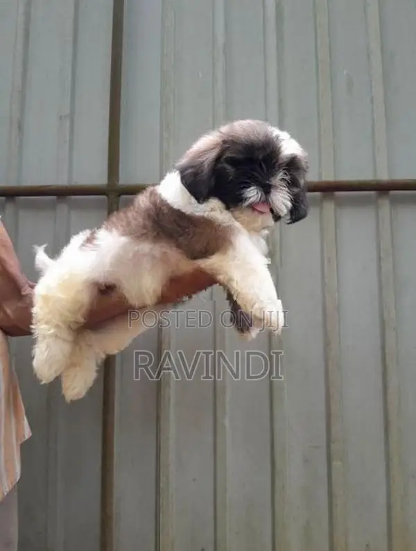 Shih Tzu Male Puppy