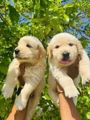 Golden Retriever Puppies