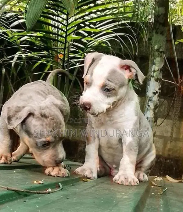 ඇමරිකන් බුලි පැටවුන්