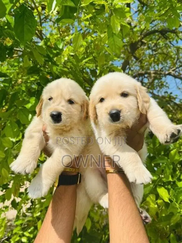 Golden Retriever Puppies