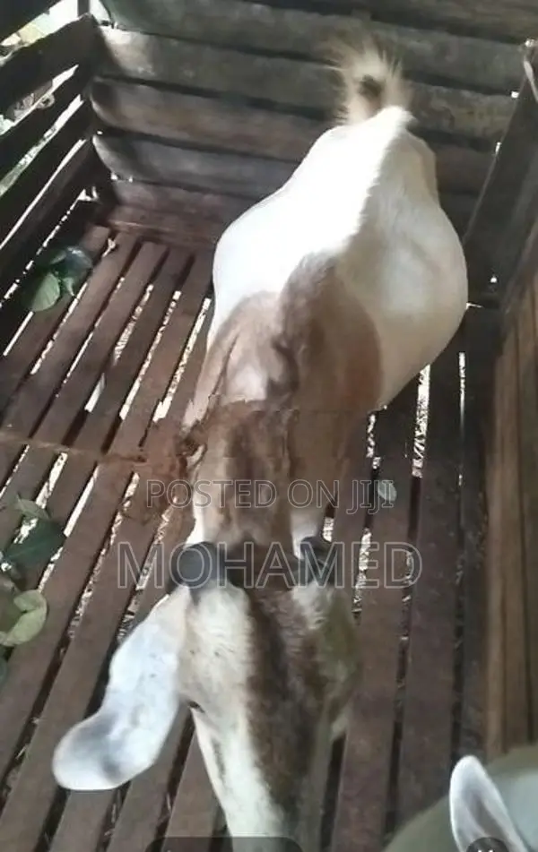 Farm Goat