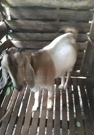 Farm Goat