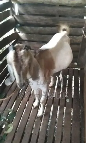 Farm Goat