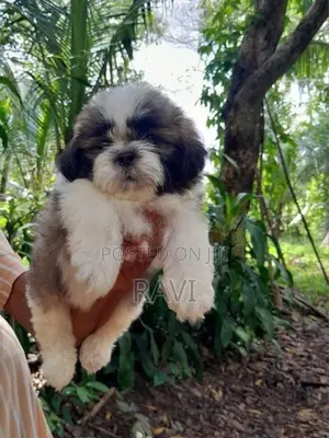 Shih Tzu Puppies