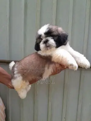 Shih Tzu Puppies