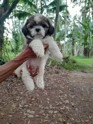 Shih Tzu Puppies